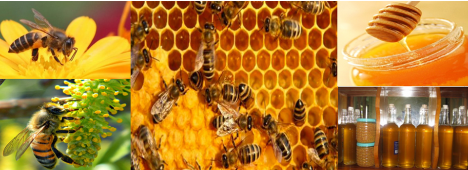 Lọc mật ong và Lọc mật ong hiệu quả
